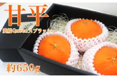 数量限定 贈答用 甘平 愛媛Queenスプラッシュ 約650g みかん 蜜柑 柑橘 果物 フルーツ 高級 人気 糖度 ビタミン 健康 美容 ブランド 国産 減農薬  除草剤不使用 有機肥料使用 プレゼント 贈答 ギフト 愛媛県 愛南町  吉本農園 送料無料 発送期間:2024年2月19日～なくなり次第