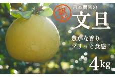 訳あり 文旦 香り豊かなプリッと食感！吉本農園の文旦 4kg 7000円 フードロス 傷 日焼け 黒ずみ サイズ 不揃い 大容量  ぶんたん 愛南町 愛媛県 発送:3月10日～なくなり次第終了