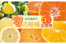 愛媛 の フルーツ 定期便 年5回  柑橘 吉本農園  甘平 文旦 河内晩柑 愛媛みかん 宝紅 まどんな  5ヶ月  愛南ゴールド みかん フルーツ 愛媛県 愛南町 愛南 吉本農園
