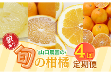 【 訳あり 】 季節の柑橘定期便 年4回 山口農園  文旦 甘夏 河内晩柑 まどんな 4ヶ月 みかん フルーツ 柑橘 愛南ゴールド 定期便 グレープフルーツ 果物 オレンジ  マドンナ 果実 春 夏 秋 冬 愛媛県 愛南町 愛媛 愛南