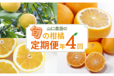 季節の柑橘定期便 年4回 山口農園  文旦 甘夏 河内晩柑 まどんな 4ヶ月 みかん フルーツ 愛南ゴールド 柑橘 定期便 愛媛県 愛南町 愛媛 愛南