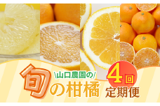 季節の柑橘定期便 年4回 山口農園  文旦 甘夏 河内晩柑 まどんな 4ヶ月 みかん フルーツ グレープフルーツ 果物 オレンジ  マドンナ 果実 春 夏 秋 冬 柑橘 定期便 愛南ゴールド 愛媛県 愛南町 愛媛 愛南