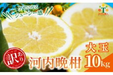 訳あり みかん職人の河内晩柑 大玉 10kg  約15～20個入り (なくなり次第終了) 河内晩柑 果物 柑橘 みかん 愛南ゴールド 蜜柑 グレープフルーツ ゼリー ジュース アイス 果物 フルーツ 健康 美容 ビタミン クエン酸 訳あり サイズミックス 規格外 送料無料 10kg 12000円 武田屋