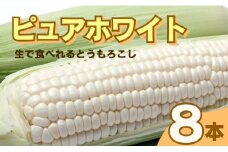 【先行受付】 ピュアホワイト 白いとうもろこし 8本 発送時期：2024年８月上旬～11月末 野菜 とうもろこし ホワイトコーン スイートコーン フルーツ 甘い 人気 贈答 ギフト 愛媛県 愛南町 Piony農園