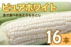 【先行受付】 ピュアホワイト 白いとうもろこし 16本 発送時期：2024年８月上旬～11月末 野菜 とうもろこし ホワイトコーン スイートコーン フルーツ 甘い 人気 贈答 ギフト 愛媛県 愛南町 Piony農園