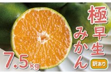 訳あり 極早生 愛媛みかん 7.5kg 10000円 愛媛 みかん 温州みかん こたつ みかん mikan 蜜柑 ミカン 産地直送 国産 農家直送 糖度 期間限定 数量限定 特産品 ゼリー ジュース アイス 等に 人気 限定 甘い フルーツ 果物 柑橘 ビタミン 健康 美味しい おいしい ジューシー 小玉 含む 規格外 サイズ ミックス 傷み補償 500g ミッチーのおみかん畑 愛南町 愛媛県