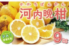 訳あり 河内晩柑 9kg （ サイズミックス ） 7000円 みかん かわちばんかん 愛南ゴールド あいなん ゴールド 美生柑 文旦 グレープフルーツ 和製 家庭用 産地直送 国産 農家直送 糖度 果樹園 期間限定 数量限定 ビタミン 特産品 ゼリー ジュース 人気 限定 さわやか 甘い フルーツ 果物 柑橘 蜜柑 規格外 愛南町 愛媛県 ミッチーのおみかん畑