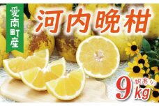 訳あり 河内晩柑 樹齢 30年以上 9kg （ サイズ ミックス ） 7000円 みかん mikan 蜜柑 ミカン わけあり かわちばんかん 愛南ゴールド あいなん ゴールド 文旦 派生 グレープフルーツ 和製 産地直送 国産 農家直送 期間限定 数量限定 特産品 ゼリー ジュース アイス 等に 人気 さわやか 甘い フルーツ 果物 柑橘 蜜柑 規格外 小玉 含む 果樹園みどり 愛南町 愛媛県