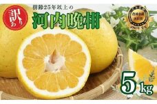 【訳あり】  河内晩柑 5kg 木取り完熟 樹齢25年以上【発送期間: 2025年5月10日～ なくなり次第終了】 柑橘 みかん 愛南ゴールド 蜜柑 グレープフルーツ ゼリー ジュース アイス 果物 フルーツ サイズミックス 規格外 吉本農園