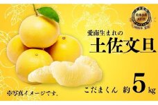 【先行受付】訳あり 土佐文旦 こだまくん 5kg【発送:3月上旬～なくなり次第】 文旦 柑橘 みかん 規格外 小玉 少量 大容量 キズ 傷 愛媛県 愛南町 吉本農園  