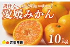 先行予約 愛媛みかん 10kg 24000円 愛媛 みかん 温州みかん こたつ みかん mikan 蜜柑 ミカン 家庭用 贈答用 ギフト プレゼント お歳暮 産地直送 国産 農家直送 糖度 期間限定 数量限定 特産品 ゼリー ジュース アイス 人気 限定 甘い フルーツ 果物 柑橘 先行 事前 予約 受付 ビタミン 美味しい おいしい 吉田農園 愛南町 愛媛県