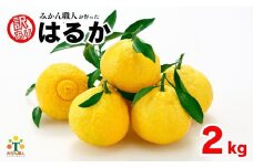 先行受付 訳あり はるか 2kg 【発送時期 1月中旬～3月】 なくなり次第終了 柑橘 かんきつ 期間限定 みかん 蜜柑 冬 糖度 みかん職人武田屋