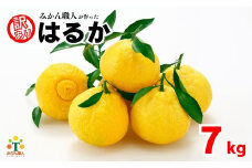 はるか  先行受付 訳あり 7kg 【発送時期 1月中旬～3月】 なくなり次第終了 柑橘 かんきつ 期間限定 みかん 蜜柑 冬 糖度 みかん職人武田屋
