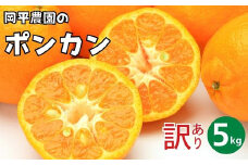 訳あり ポンカン 5kg 7,000円 ぽんかん フルーツ 果物 柑橘 みかん mikan 愛媛みかん ポンカンジュース 甘い 濃厚 国産 健康 ビタミン 美容 健康 サイズミックス 人気 おすすめ 農家直送 産地直送 農家 温州みかん 冬 こたつ 家族 数量限定 愛媛 愛媛県 愛南町 岡平農園 発送期間: 2025年1月中旬～2月末まで(なくなり次第終了)