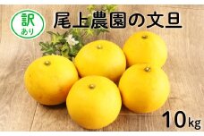 訳あり 土佐文旦 10kg 10000円 完熟 みかん 蜜柑 柑橘 かんきつ ぶんたん mikan 家庭用 期間限定 数量限定 不揃い サイズミックス フルーツ ブンタン 果物 くだもの 果肉 果汁 お取り寄せ 産地直送 農園直送 国産 特産品 愛媛県 愛南町 尾上農園