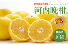 訳あり 河内晩柑10kg 10000円 みかん 蜜柑 柑橘 かんきつ mikan かわちばんかん 家庭用 期間限定 数量限定 不揃い サイズミックス フルーツ 果物 くだもの 和製 グレープフルーツ ジュース 果肉 果汁 産地直送 農園直送 国産 愛媛県 愛南町 尾上農園