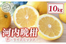 訳あり 木成り 河内晩柑 樹齢 20年以上 10kg サイズミックス 10000円 みかん かわちばんかん ミカン mikan わけあり 愛南ゴールド 家庭用 あいなん ゴールド 美生柑 文旦 派生 産地直送 国産 農家直送 減農薬 期間限定 数量限定 ビタミン 特産品 人気 限定 甘い おいしい 小玉 含む フルーツ 果物 柑橘 蜜柑 アイス ジュース 等に 規格外 宮下明良 愛南町 愛媛県