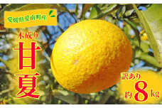 訳あり 甘夏 8kg 柑橘 かんきつ 蜜柑 愛媛 みかん 温州 みかん あまなつ 国産 こくさん mikan 果物 くだもの フルーツ デザート ジュース 果実 果肉 果汁 甘い ジューシー おいしい 濃厚 産地 直送 産直 特産品 河内晩柑 愛媛県 愛南町 愛南町青果市場