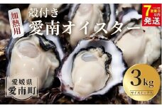 【7営業日以内発送】愛南 オイスター 3kg 24000円 先行予約 2025年 7月以降発送 牡蠣 加熱用 殻付き 三倍体 真牡蠣 ブランド 特産品 お取り寄せ グルメ 大粒 濃厚 クリーミー おいしい 新鮮 ご褒美 かき パスタ アヒージョ まがき 夏 産地 直送 愛南漁業協同組合 御荘支所 愛媛県 愛南町