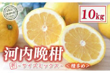訳あり 木成り 河内晩柑 樹齢 20年以上 10kg サイズミックス （種多め） 9000円 みかん かわちばんかん ミカン mikan わけあり 愛南ゴールド 家庭用 あいなん ゴールド 美生柑 文旦 派生 産地直送 国産 農家直送 減農薬 期間限定 数量限定 ビタミン 特産品 人気 限定 甘い おいしい 小玉 含む フルーツ 果物 柑橘 蜜柑 規格外 宮下明良 愛南町 愛媛県