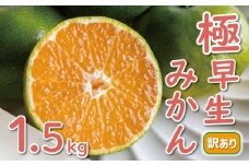 お試し用 訳あり 極早生 愛媛みかん 1.5kg 5000円 愛媛 みかん 温州みかん こたつ みかん mikan 蜜柑 ミカン 産地直送 国産 農家直送 糖度 期間限定 数量限定 特産品 ゼリー ジュース アイス 等に 人気 甘い フルーツ 果物 柑橘 ビタミン 健康 美味しい おいしい ジューシー 小玉 含む 規格外 サイズ ミックス 傷み補償 500g ミッチーのおみかん畑 愛南町 愛媛県