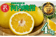 訳あり 河内晩柑 樹齢 25年以上 4kg （ サイズミックス ） 8000円 みかん mikan 蜜柑 ミカン わけあり かわちばんかん 愛南ゴールド あいなん ゴールド 美生柑 文旦 グレープフルーツ 和製 家庭用 産地直送 国産 農家直送 期間限定 数量限定 特産品 ゼリー ジュース 人気 限定 さわやか 甘い フルーツ 果物 柑橘 蜜柑 規格外 小玉 含む 吉本農園 愛南町 愛媛県