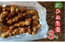 訳あり ひね生姜 約3kg 10000円 不揃い 減農薬 しょうが 生姜 薬味 ガリ ジンジャー 甘酢 きざみ 食べる 野菜 紅茶 生姜湯 しょうが湯 生姜シロップ シロップ 生姜糖 生姜焼き 佃煮 甘酢漬け 炊き込みご飯 タレ チューハイ おつまみ 健康 温活 温まる 冷え 冷え対策 国産 産地直送 愛媛県 愛南町 尾﨑農園 