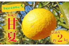 訳あり 甘夏 2kg 先行予約 柑橘 かんきつ 蜜柑 愛媛 みかん 温州 みかん あまなつ 国産 こくさん mikan 果物 くだもの フルーツ デザート ジュース 果実 果肉 果汁 甘い ジューシー おいしい 濃厚 産地 直送 産直 特産品 河内晩柑 愛媛県 愛南町 愛南町青果市場