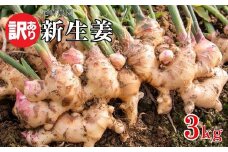訳あり 新生姜 約3kg 10000円 不揃い 減農薬 しょうが 生姜 薬味 ガリ ジンジャー 甘酢 きざみ 食べる 野菜 紅茶 生姜湯 しょうが湯 生姜シロップ シロップ 生姜糖 生姜焼き 佃煮 甘酢漬け 炊き込みご飯 タレ チューハイ おつまみ 健康 温活 温まる 冷え 冷え対策 国産 産地直送 愛媛県 愛南町 尾﨑農園 発送期間：11月上旬～なくなり次第終了