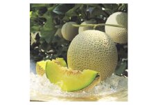 【C06036】高知県産　マスクメロン　1玉(約1.5kg)［期間限定品］