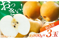【先行予約】 まるはり新高梨（約800g×3玉入） 〈2025年9月下旬から発送開始〉 / 新高梨 梨 果物 フルーツ デザート 　【高知市農業協同組合】