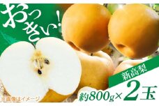 【先行予約】 まるはり新高梨（約800g×2玉入） 〈2025年9月下旬から発送開始〉 / 新高梨 梨 果物 フルーツ デザート 　【高知市農業協同組合】