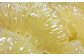 厳選上級品 土佐文旦（露地）／約10kg／２L 上物（秀）〈2025年2月～発送〉 [ATAC329]