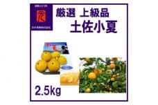 厳選上級品土佐小夏約2.5kg/化粧箱詰〈2025年4月～発送〉【グレイジア株式会社】 [ATAC341]