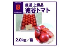 【申込は4月上旬頃まで】濃厚！徳谷トマト約2.0kg 箱詰 生産者指定なし 厳選上級品 元木青果  【グレイジア株式会社】とまと  高知 フルーツ 果物 高知【グレイジア株式会社】[ATAC323]