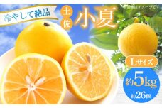 【申込は6月下旬頃まで】土佐小夏 Lサイズ 約5kg 26個前後 高知 小夏 コナツ こなつ 果物 柑橘 フルーツ【フルーツショップオザキ】 [ATAH004]