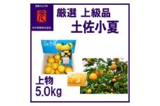 厳選上級品上物土佐小夏約5.0kg化粧箱Ｓ～Ｍサイズ〈2025年4月～発送〉【グレイジア株式会社】 [ATAC337]