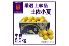 厳選上級品中物土佐小夏約5.0kgＳ～Ｍサイズ〈2025年4月～発送〉【グレイジア株式会社】 [ATAC338]