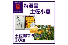 特選品土佐小夏 約2.0kg化粧箱詰/土佐郷〈2025年4月～発送〉【グレイジア株式会社】 [ATAC340]