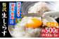 高知産「生シラス」イワシ稚魚約100g×5パック入り (タレ付) [ATBX003]