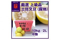厳選上級品 土佐文旦（露地）／約10kg／２L 中物（丸秀・ムジ）〈2025年2月～発送〉【グレイジア株式会社】 [ATAC330]