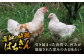 高知の地鶏はちきん地鶏モモ肉 約2kg 【合同会社土佐あぐりーど】 [ATBO001]