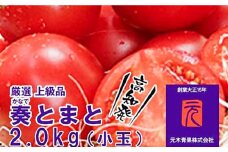 【先行予約】フルーツトマト「奏（かなで）とまと」（小玉）約２kg化粧箱入  土佐郷 〈2025年7月下旬頃より発送〉 【グレイジア株式会社】 [ATAC321]