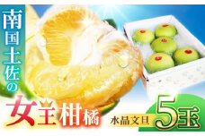 【先行予約】南国土佐の女王柑橘 水晶文旦 約3kg 5玉入り〈2025年9月中旬～2025年12月下旬頃発送〉/ 文旦 ぶんたん フルーツ 果物 3キロ 高知県〈2024年9月～発送〉【フルーツショップオザキ】 [ATAH008]