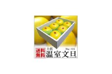 高知特産　温室（ハウス）土佐文旦　約3kg・6玉入〈2024年11月下旬から発送〉【株式会社四国健商】 [ATAF036] 柑橘 かんきつ 甘い 酸っぱい