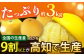 【先行予約】南国高知温室 土佐文旦 約3kg 7玉 文旦 ぶんたん フルーツ 果物 3キロ 高知県