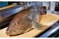 くえ 高級魚 アラ 魚 新鮮 下処理 クエ 希少 人気 唐揚げ 鍋 海鮮鍋 くえ鍋 クエ鍋 冷凍 高知 海鮮 魚介 日付指定可