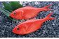 高知産「金目鯛」炊込みの素約200g 3合炊込み用タレ付 【興洋フリーズ株式会社】 [ATBX008]
