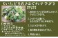 いたどり 約2kg 冷凍 塩漬け 春の山菜 山菜の里 高知 土佐 スカンポ イタドリ イタズリ  [ATAC511]