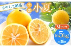 【申込は6月下旬頃まで】土佐小夏 Mサイズ 約5kg 36個前後 高知 小夏 コナツ こなつ 果物 柑橘 フルーツ 【フルーツショップオザキ】 [ATAH005]